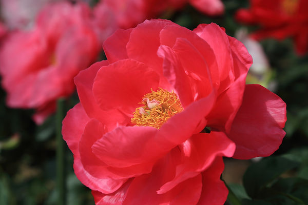 みやま市のボタン園