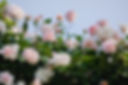 Rose Bush