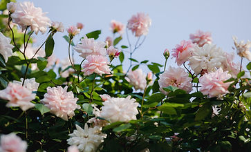 花の茂み