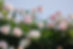 Rose Bush