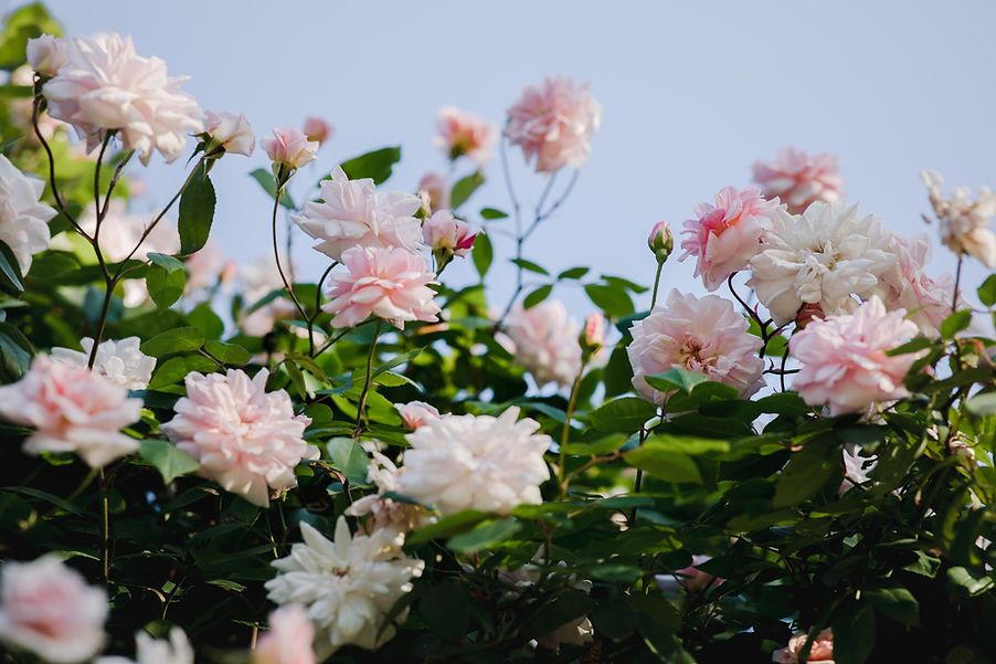 Rose Bush