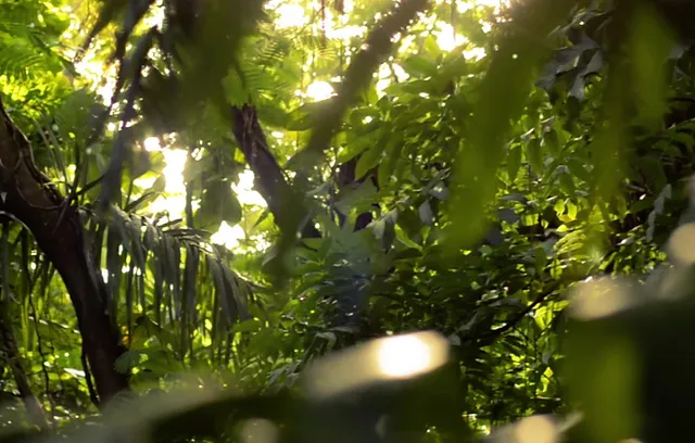 Faq S On Red Sanders Raktchandhan Parvatham Plantations Kanigiri