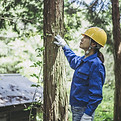 Forestry