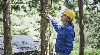 Forestry