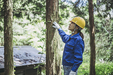 arborist assessing tree