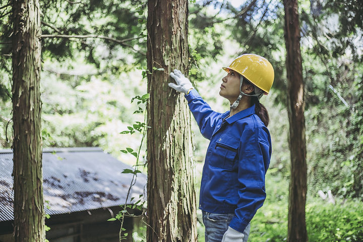 Sylviculture