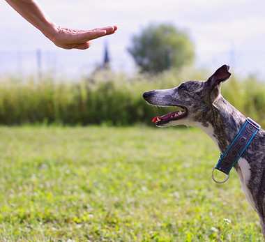 Dog Training Outdoors