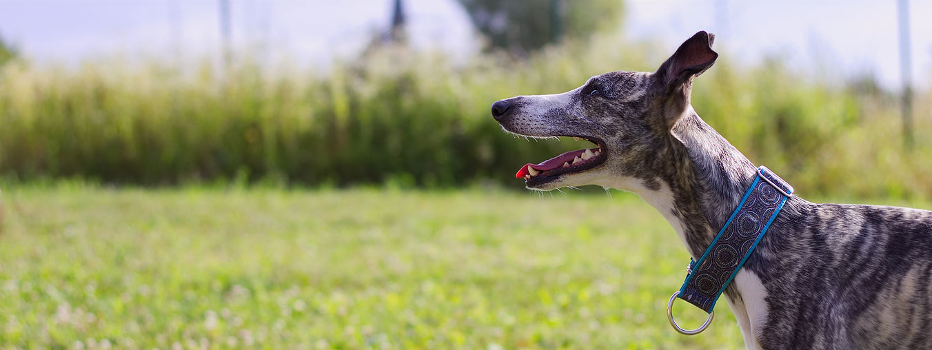 dog obedience training