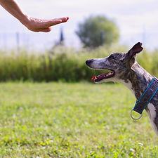 Dog Training Outdoors