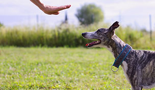 Dog Training Outdoors