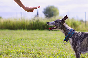 Dog Training Outdoors