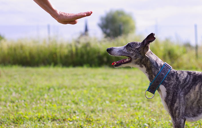 Dog Training Outdoors