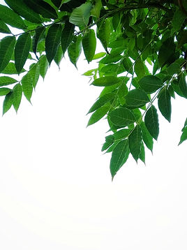 Green Tree Leaves