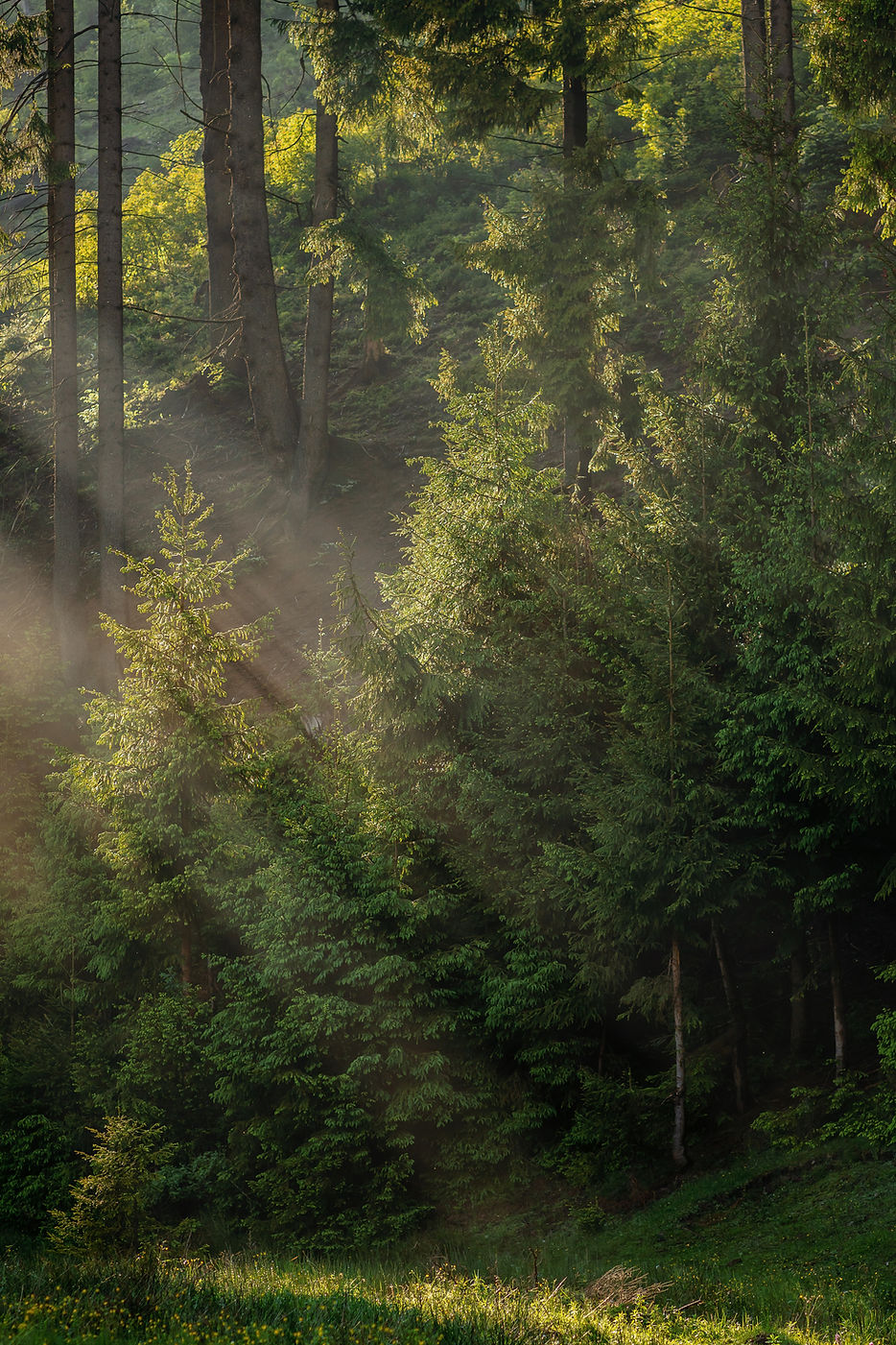 Lumière de la forêt