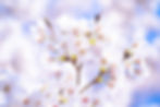 桜満開