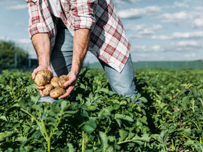 Dia do Agricultor: legislação garante direitos e incentivos para fortalecer a atividade rural
