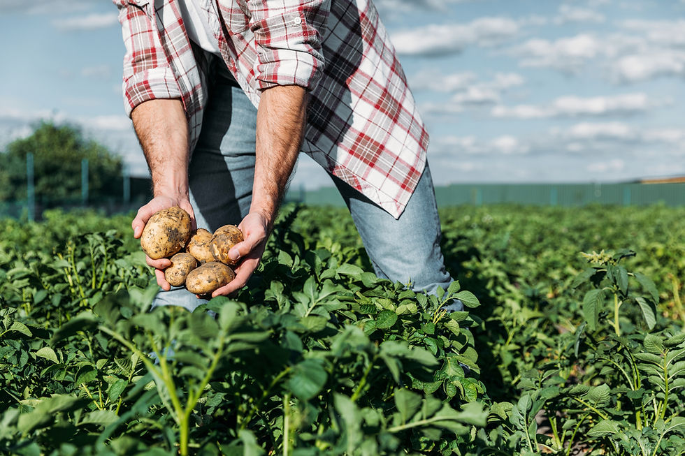 Un agriculteur récolte des pommes de terre