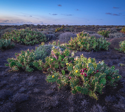 Cactus Plants