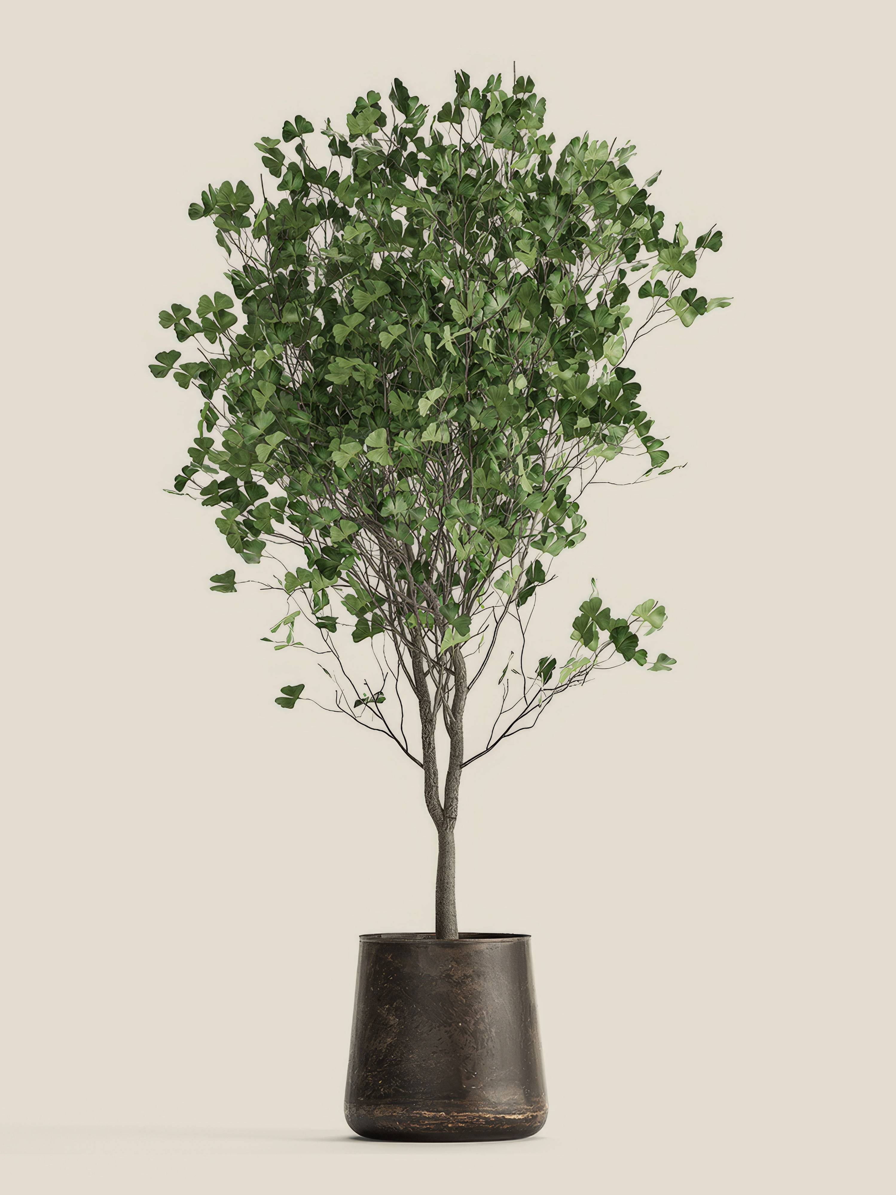 Native Tree