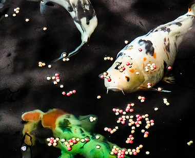 Koi Carp in an artificial pool