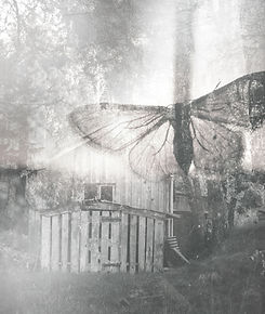 Butterfly Collage