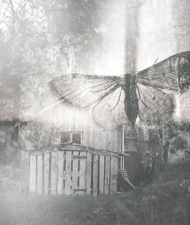 Butterfly Collage