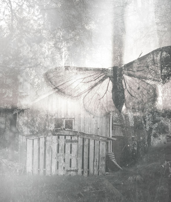 Butterfly Collage