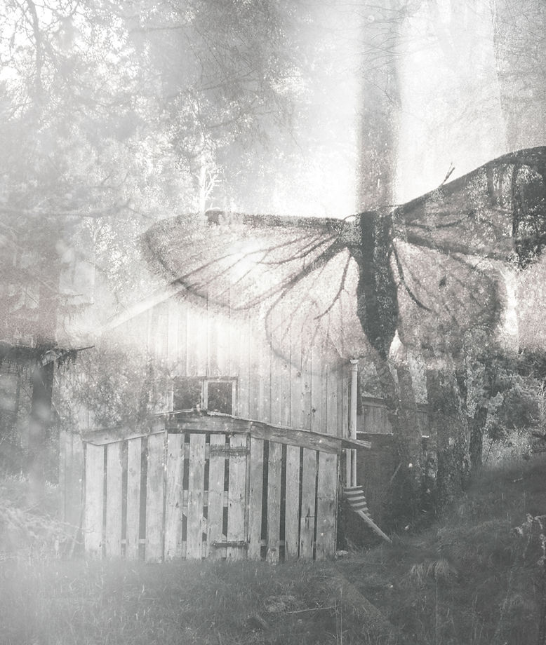 Butterfly Collage