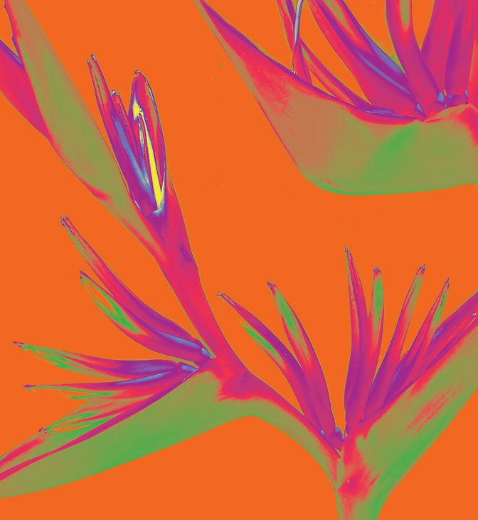 Colorful Floral Art