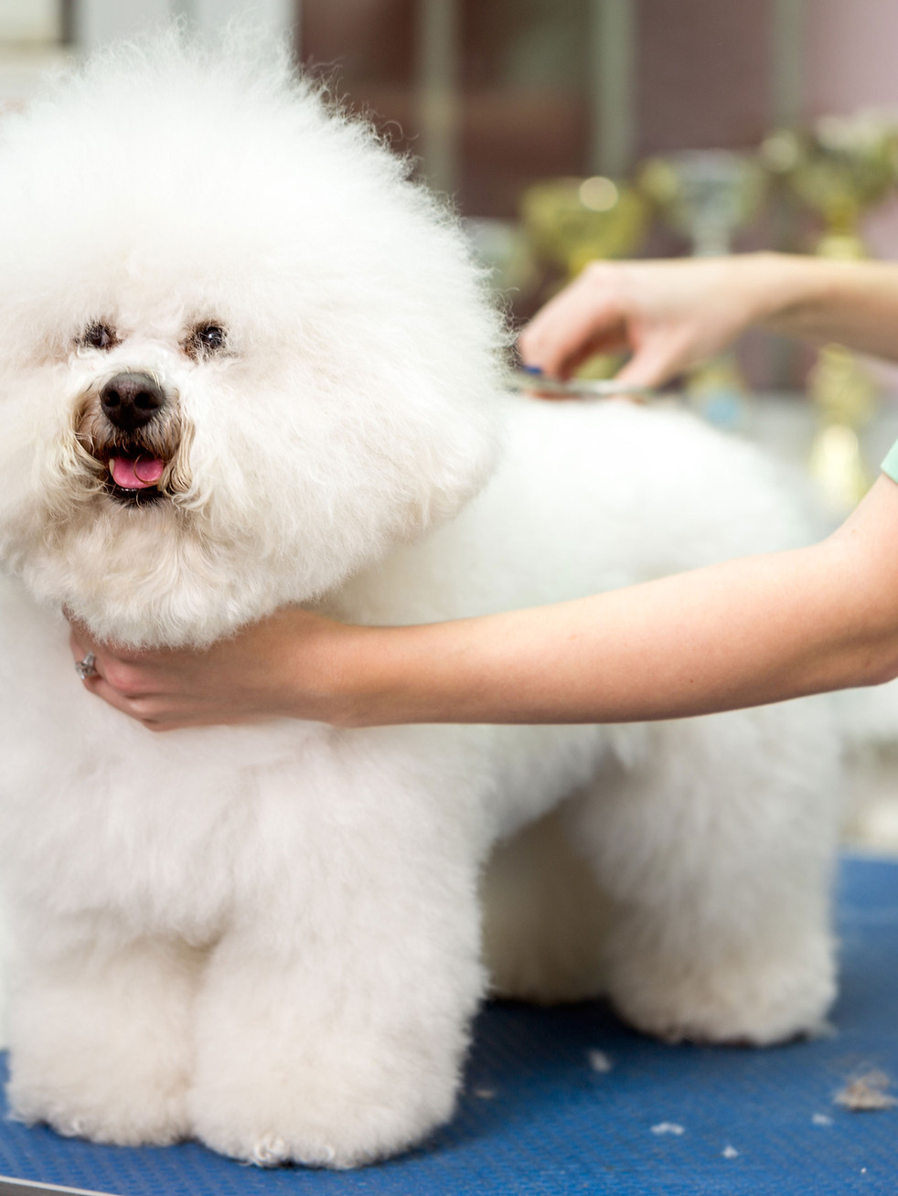 Pet Groomer