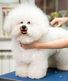 Toiletteur(euse) d'animaux de compagnie