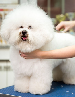 Pet Groomer