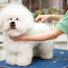 skin-and-coat-care-for-pets