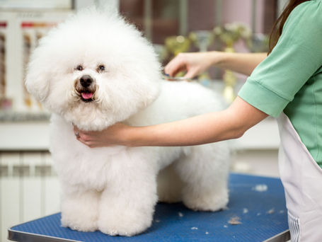 為了幫助毛孩發起募款？小心踩到《公益勸募條例》！