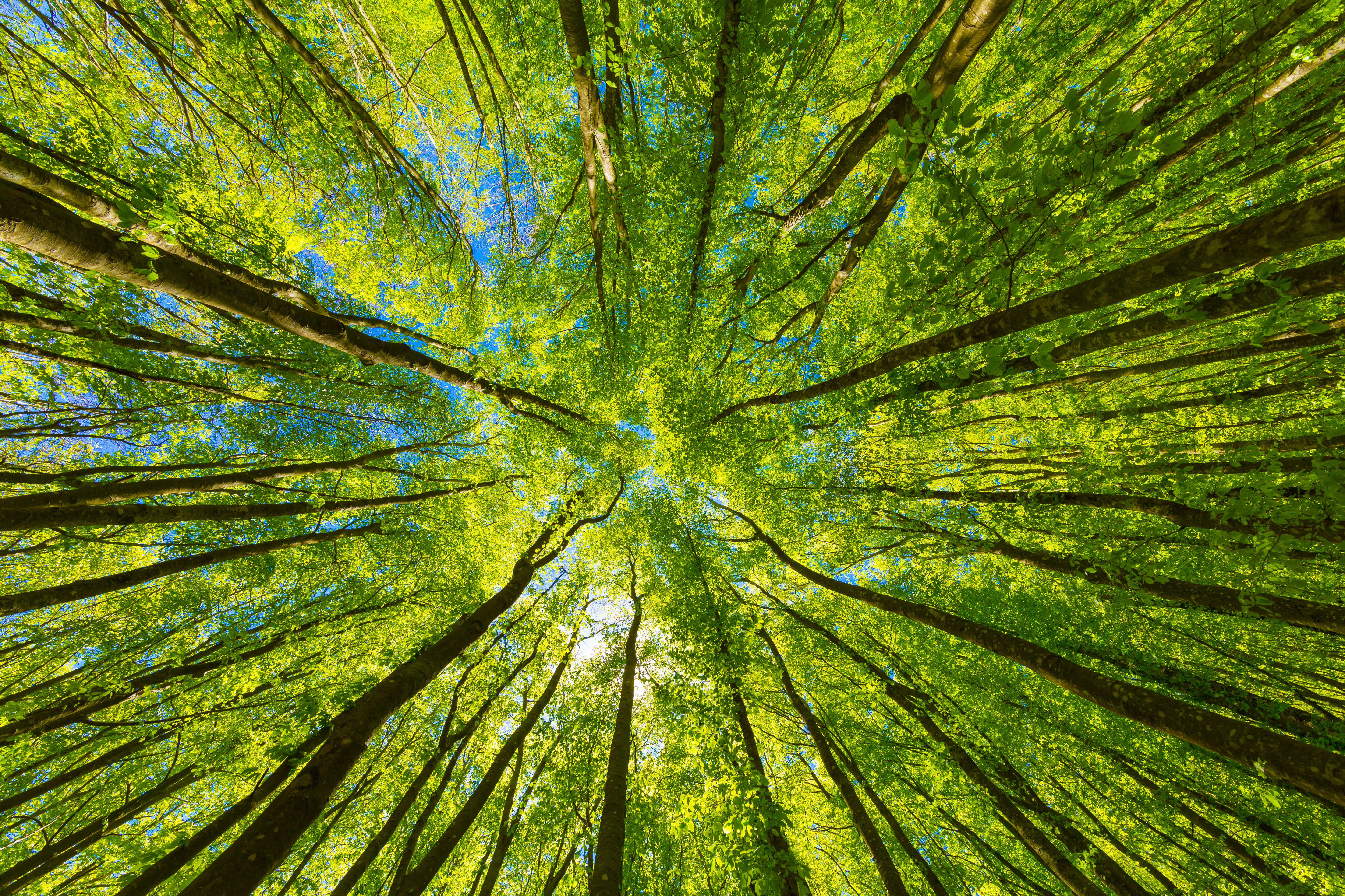 In the forest