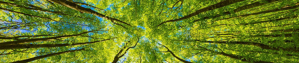 In the forest