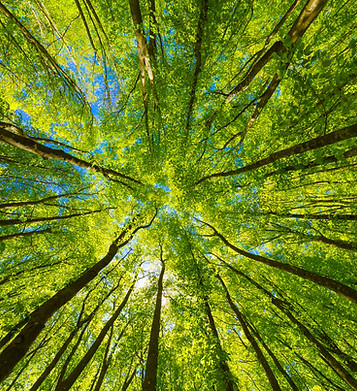 In the forest