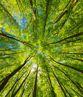 Dans la forêt