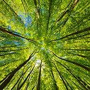Im Wald