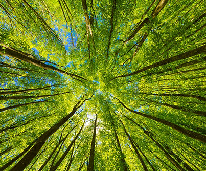 Dans la forêt