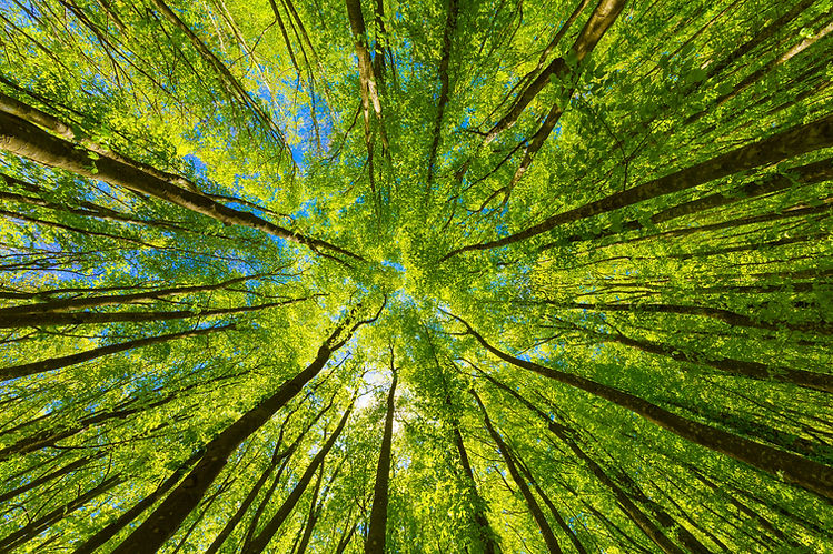 Dans la forêt