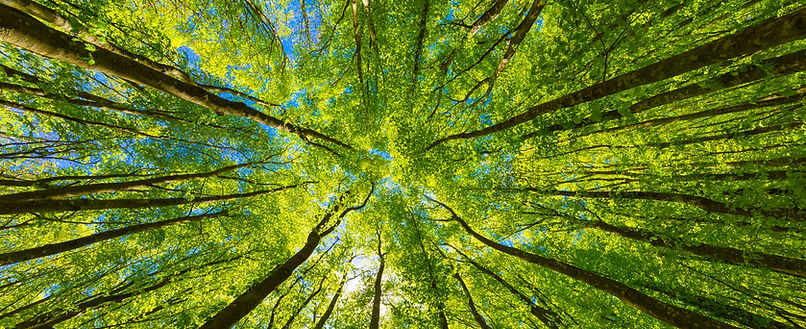 In the forest