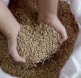 Hands Holding Grains