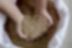 Barley Grains