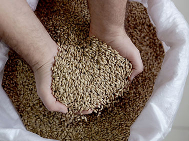 Grains d'orge