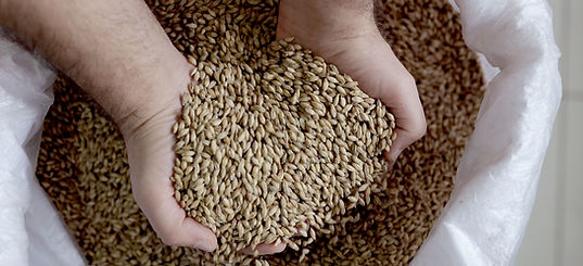 Hands Holding Grains