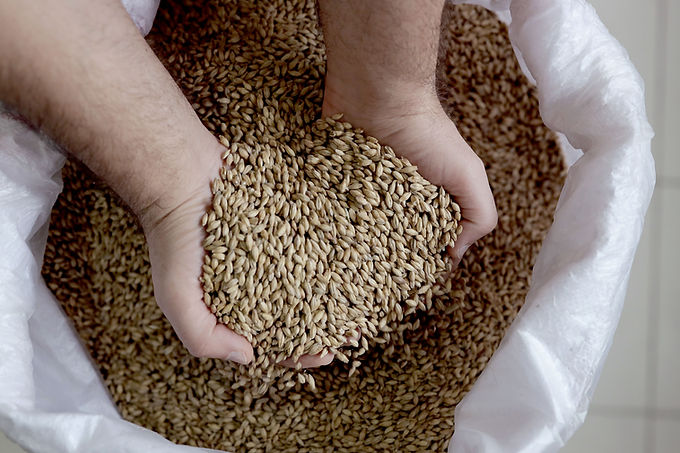 Grani d'orzo