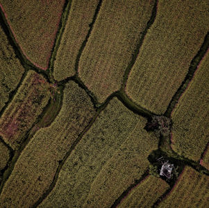 Para além do urbano: o papel das áreas rurais no enfrentamento da crise climática – parte II