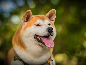 動物 動物学 ペットの写真