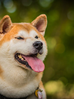 犬